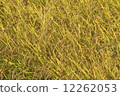 Rice field 12262053