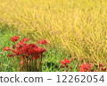 Rice ear and Higanbana 12262054