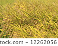Rice field 12262056