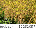 Rice field 12262057