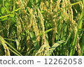 Rice field 12262058