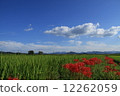 Cluster amaryllis 12262059