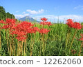 Oyama and Higanbana 12262060