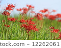 Cluster amaryllis 12262061