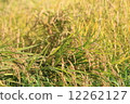 Rice field 12262127