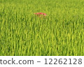 Rice 12262128