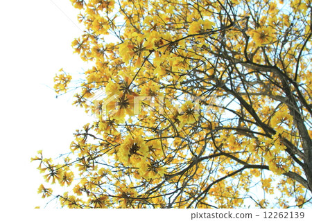 Tree of Gold 12262139