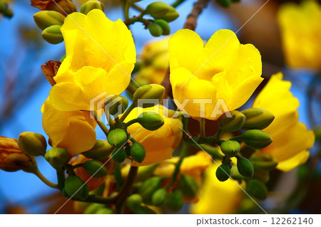 Tree of Gold 12262140
