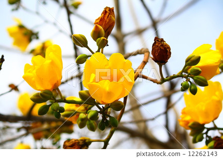 yellow flower 12262143