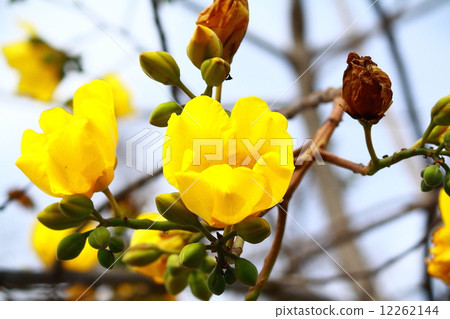 Tree of Gold 12262144