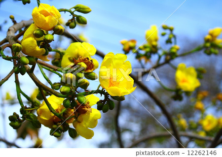 Tree of Gold 12262146