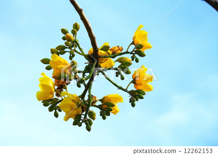 Tree of Gold 12262153