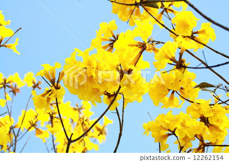Tree of Gold 12262154