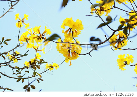 yellow flower 12262156