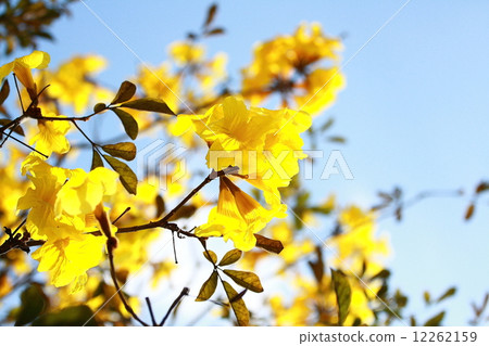 Tree of Gold 12262159