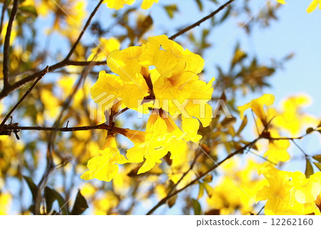 Tree of Gold 12262160