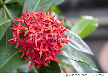red ixora 12262588