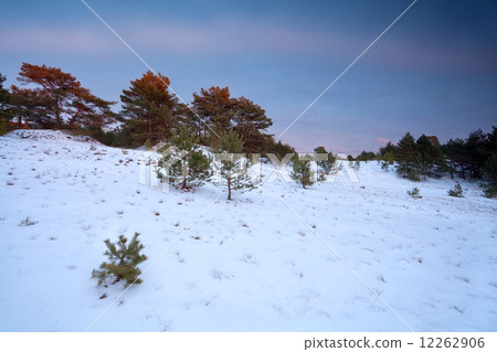 winter sunset over snowy forest winter sunset over snowy forest 12262906