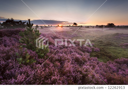 sunrise over flowering pink heather 12262913
