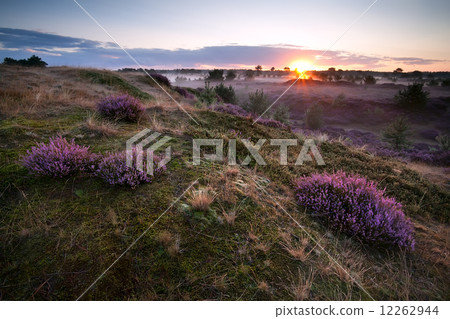 sunrise over hills with heather 12262944