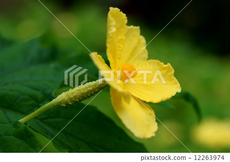 Female flower of white goya 12263974