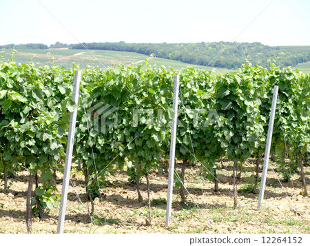 vineyard with beutiful leaves in foreground vineyard with beutiful leaves in foreground 12264152