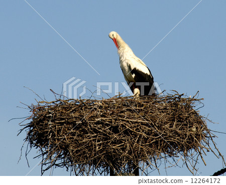 stork in the nest stork in the nest 12264172