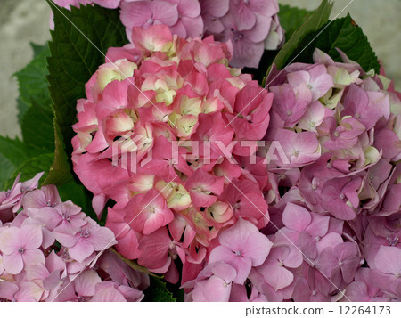 summer hydrangea summer hydrangea 12264173