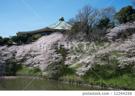 Kitanomaru Park Sakura of Ushigafuchi Kitanomaru Park Sakura of Ushigafuchi 12264288