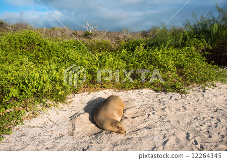 Sea lion resting under the sun, Galapagos Sea lion resting under the sun, Galapagos 12264345