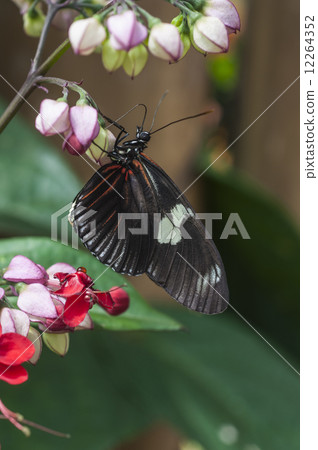 butterfly fly in morning nature 12264352