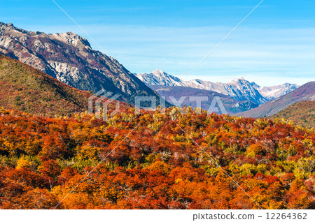 Autumn Colors of Patagonia, near Bariloche, Argentina Autumn Colors of Patagonia, near Bariloche, Argentina 12264362