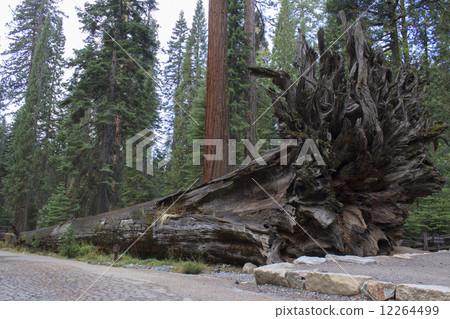 Mariposa Globe / Yosemite National Park 12264499