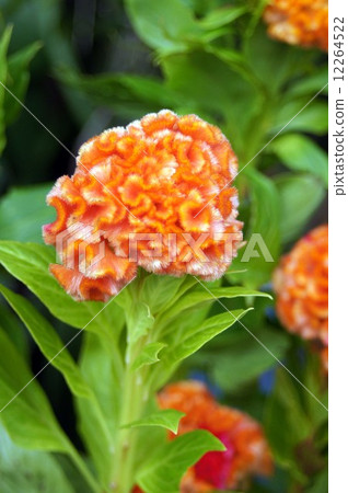 Katewu Orange Queen 12264522