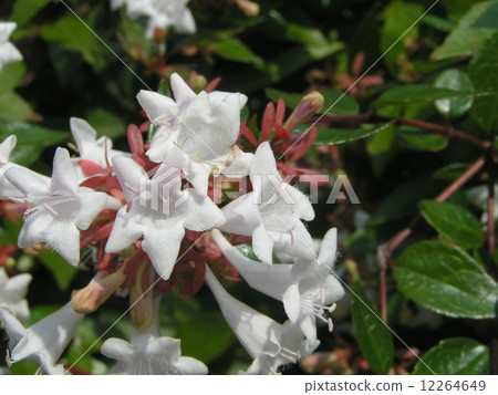 A fragrant Aberian white flower blooming long from spring to autumn A fragrant Aberian white flower blooming long from spring to autumn 12264649