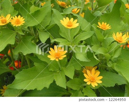 黃色花的花的佈置在花園Melanpodium 12264950