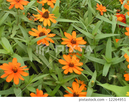 Gijama花黨Jinia的橙色花在花園裡 12264951