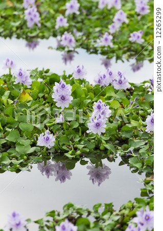 Water hyacinth flowers 12265299