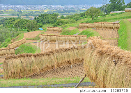 2014 Fall dump rice terrace 2014 Fall dump rice terrace 12265726
