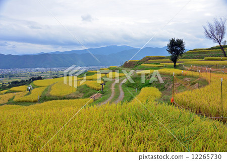 2014秋季翻斗大米露台 12265730