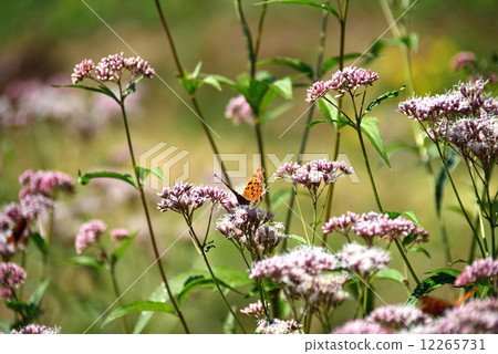 布朗eyedrybirds和蝴蝶 布朗eyedrybirds和蝴蝶 12265731