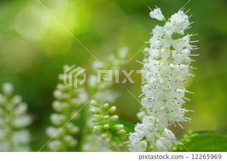 Simovassilla 12265969