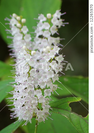 Simovassilla Simovassilla 12265970