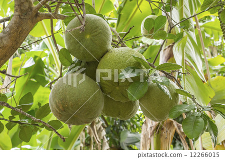 Fresh pomelos on tree Fresh pomelos on tree 12266015