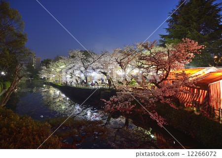 夜晚的櫻花 12266072