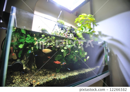 Aqua terrarium 12266382