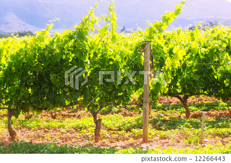 Vineyards plantation in sunny day Vineyards plantation in sunny day 12266443