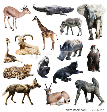 Set of african animals on white 12266454