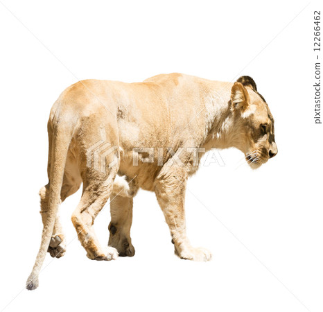 African female lion African female lion 12266462