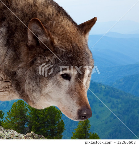 Head of wolf  against wildness 12266608